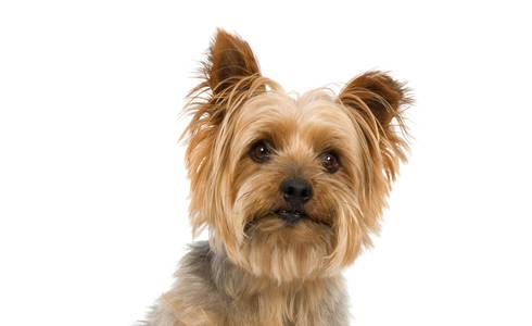 PETS ADMITTANCE HL Miraflor Suites**** Hotel in Gran Canaria PETS ADMITTANCE HL Miraflor Suites**** Hotel in Gran Canaria