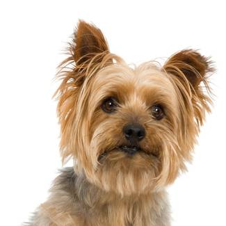 PETS ADMITTANCE HL Miraflor Suites**** Hotel in Gran Canaria PETS ADMITTANCE HL Miraflor Suites**** Hotel in Gran Canaria
